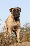 BULLMASTIFF 153